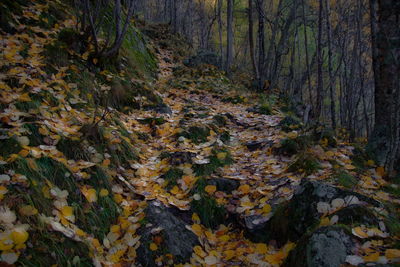 Autumn leaves fallen on water in forest