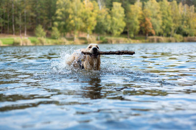 Golden retriever dog running in water holding a stick in his mouth