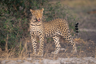 Cheetah standing on field