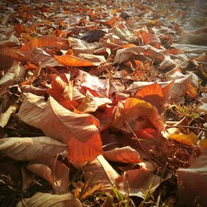 Full frame shot of autumn leaves