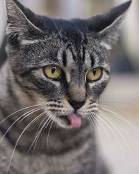 Close-up portrait of a cat