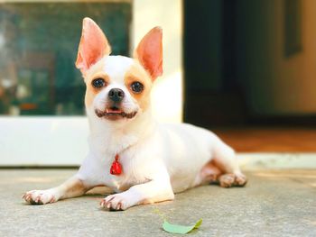 Portrait of a dog