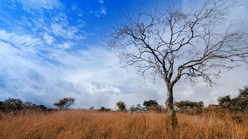 Bare trees on field against sky