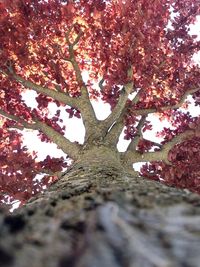 Autumn leaves on tree