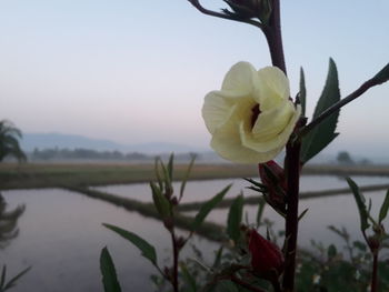 Close-up of white flower against sky