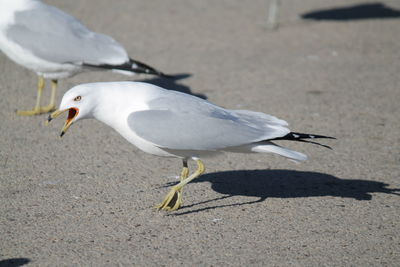 Seagull flying