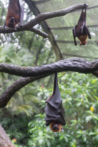 Close-up of bird perching on branch