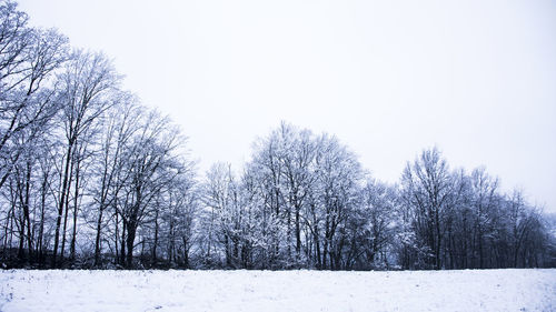 Bare trees on snow covered landscape against clear sky