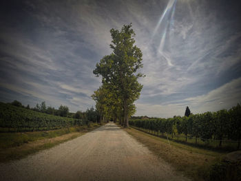 Road passing through field