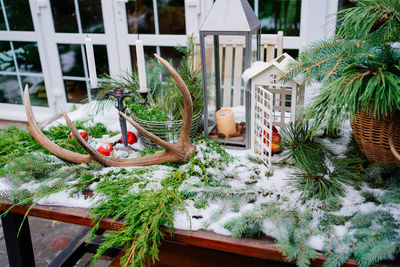 Potted plants outside house in yard