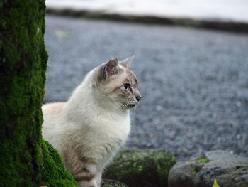 Close-up of cat sitting on retaining wall