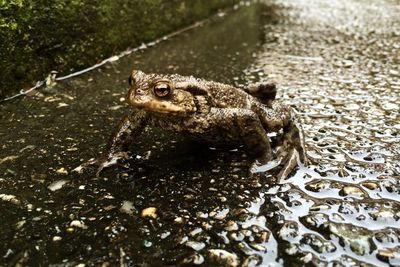 High angle view of frog on puddle