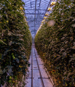 Footpath amidst plants in greenhouse