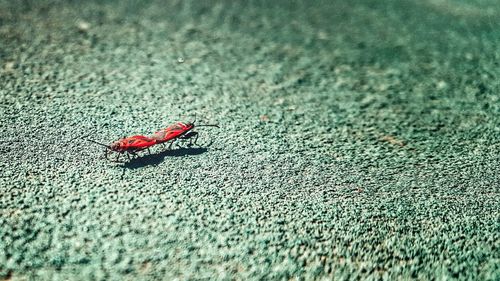 High angle view of insect on leaf