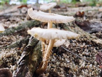 Close-up of mushrooms on field