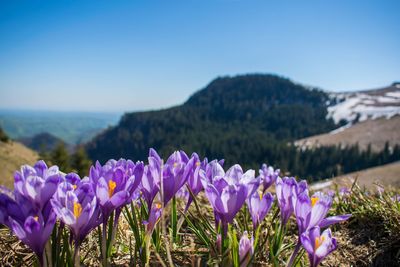 Close-up of purple crocus flowers on field