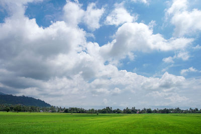 Scenic view of field against sky