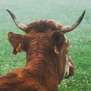 Close-up of a cow on field