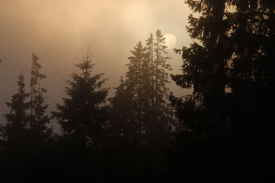 Low angle view of trees against sky