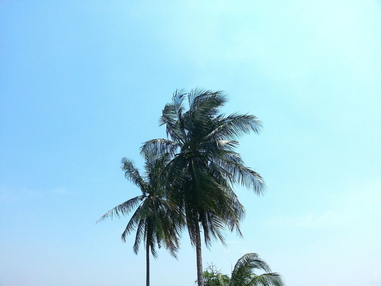 clear sky, tree, low angle view, copy space, tranquility, growth, palm tree, blue, nature, beauty in nature, tree trunk, tranquil scene, branch, scenics, silhouette, single tree, sky, day, outdoors, no people