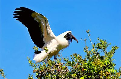 Low angle view of bird against clear blue sky