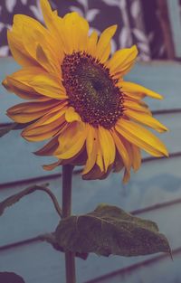 Close-up of sunflower