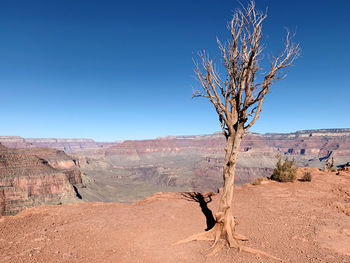 Bare tree on desert against clear blue sky