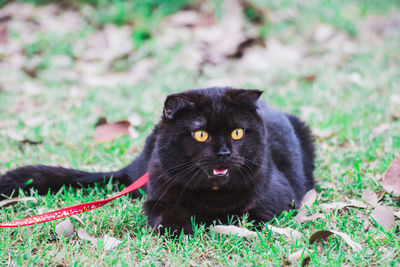 Portrait of black cat on field