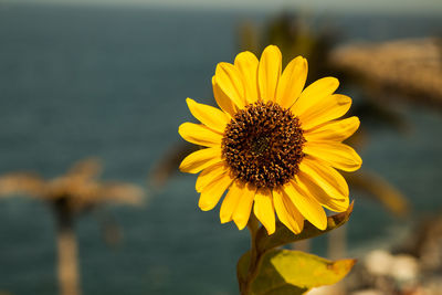 Close-up of yellow flower against blurred background