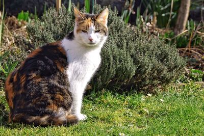 Close-up of cat resting on grassy field