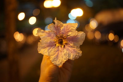 Close-up of hand holding flower against lights at night