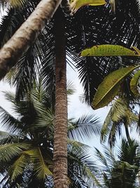Low angle view of palm trees against sky