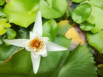 Close-up of white lotus water lily