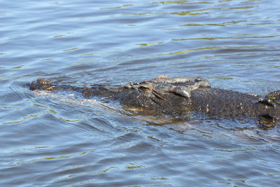 High angle view of crocodile swimming in water