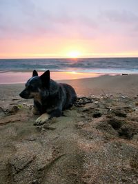 Dog resting on beach against sky during sunset