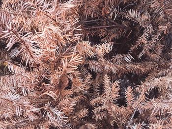 Full frame shot of dry plants on field