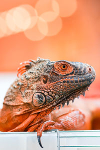 A close-up small orange iguana in a mall has a wildlife show. animals look tame and cute 