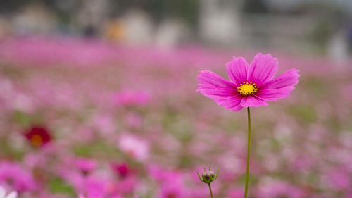 Close-up of pink cosmos flower