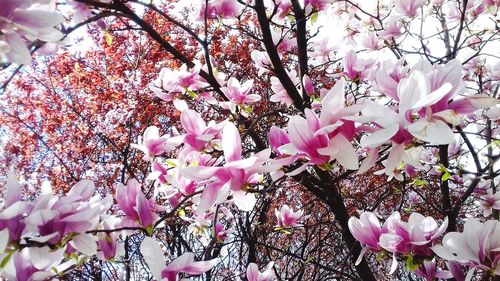 Low angle view of pink flowering tree