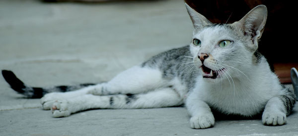 Close-up of a cat lying down