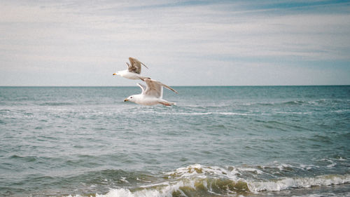 View of crab in sea against sky