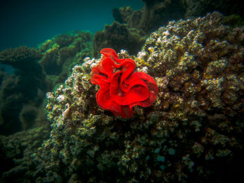 Close-up of coral in sea