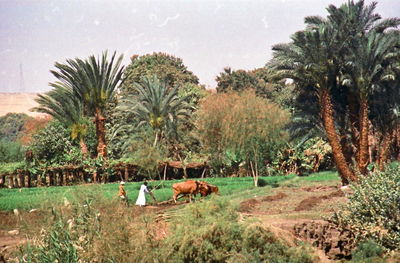 Palm trees on landscape