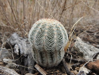 Close-up of succulent plant on field