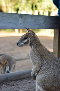 Close-up of giraffe