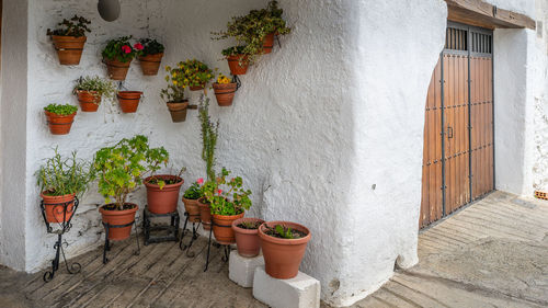 Potted plant against wall