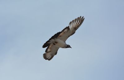 Low angle view of bird flying against the sky