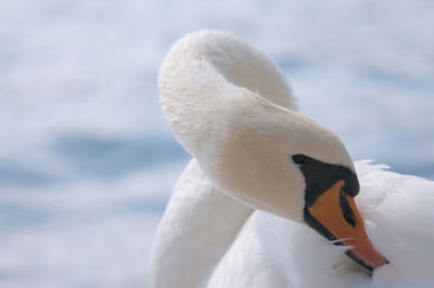 Close-up of swan