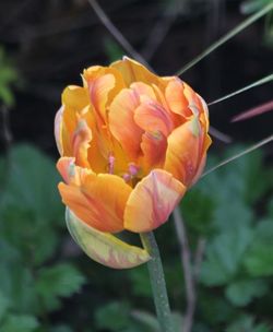 Close-up of flower