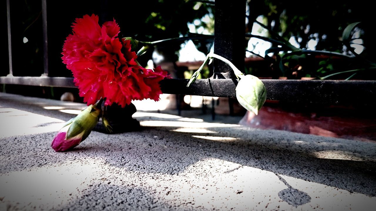 flower, freshness, plant, potted plant, growth, fragility, red, leaf, petal, close-up, focus on foreground, flower pot, nature, vase, beauty in nature, stem, day, sunlight, flower head, wall - building feature